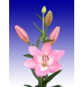 ΛΙΛΙΟΥΜ ΡΟΖ ΑΠΑΛΟ  LILIUM ALBUFEIRA